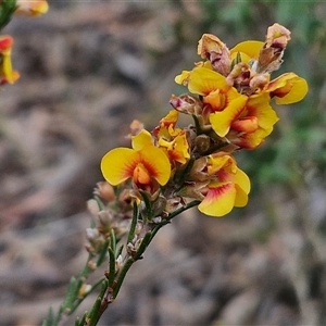 Dillwynia sericea at Goulburn, NSW - 9 Oct 2024