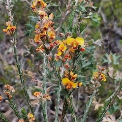 Dillwynia sericea at Goulburn, NSW - 9 Oct 2024