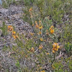 Dillwynia sericea at Goulburn, NSW - 9 Oct 2024