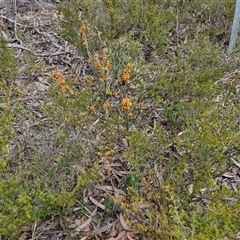 Dillwynia sericea at Goulburn, NSW - 9 Oct 2024