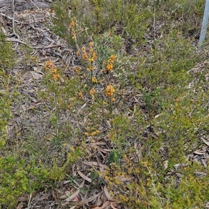 Dillwynia sericea at Goulburn, NSW - 9 Oct 2024