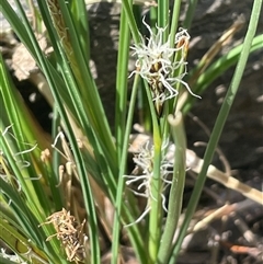 Carex bichenoviana (A Sedge ) at Googong, NSW - 9 Oct 2024 by JaneR