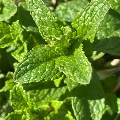 Mentha spicata (Garden Mint) at Googong, NSW - 9 Oct 2024 by JaneR