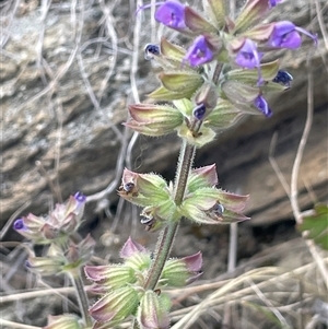 Salvia verbenaca var. verbenaca at Googong, NSW - 9 Oct 2024 12:33 PM