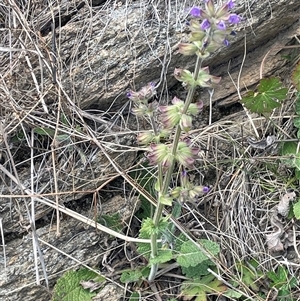 Salvia verbenaca var. verbenaca at Googong, NSW - 9 Oct 2024 12:33 PM