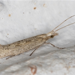 Plutella (genus) at Melba, ACT - 6 Oct 2024 07:57 PM