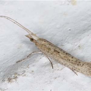 Plutella (genus) at Melba, ACT - 6 Oct 2024 07:57 PM