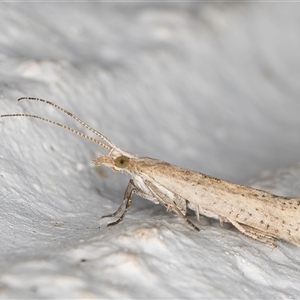 Plutella (genus) at Melba, ACT - 6 Oct 2024 07:57 PM