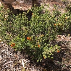 Pultenaea procumbens (Bush Pea) at Campbell, ACT - 9 Oct 2024 by TimYiu