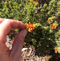 Pultenaea procumbens at Campbell, ACT - 9 Oct 2024 11:58 AM