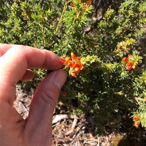 Pultenaea procumbens at Campbell, ACT - 9 Oct 2024 11:58 AM