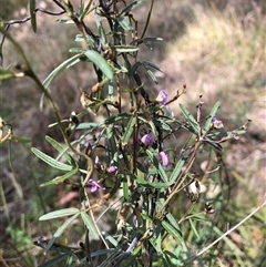 Glycine clandestina (Twining Glycine) at Campbell, ACT - 9 Oct 2024 by TimYiu