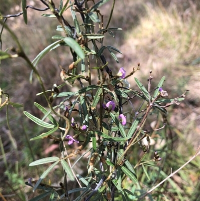 Glycine clandestina (Twining Glycine) at Campbell, ACT - 9 Oct 2024 by TimYiu