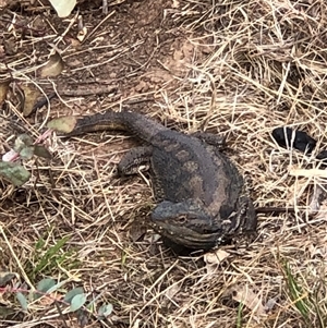 Pogona barbata at Hackett, ACT - 9 Oct 2024