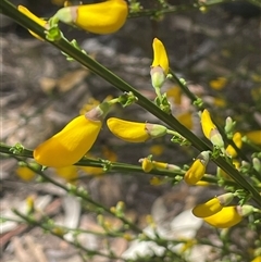 Cytisus scoparius subsp. scoparius at Googong, NSW - 9 Oct 2024 01:20 PM