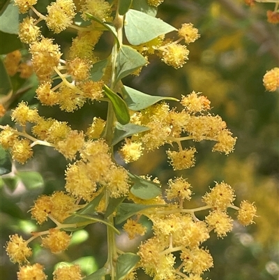 Acacia pravissima (Wedge-leaved Wattle, Ovens Wattle) at Googong, NSW - 9 Oct 2024 by JaneR