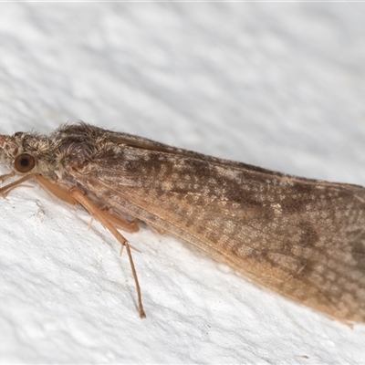 Cheumatopsyche sp. (genus) (A net-spinning caddisfly) at Melba, ACT - 6 Oct 2024 by kasiaaus