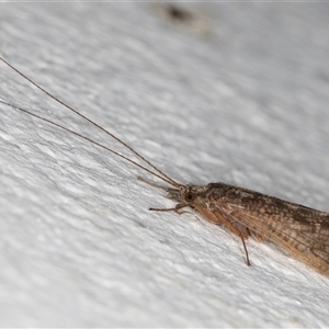 Cheumatopsyche sp. (genus) at Melba, ACT - 6 Oct 2024