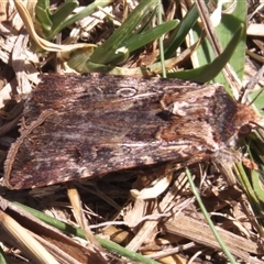 Agrotis munda (Brown Cutworm) at Kambah, ACT - 9 Oct 2024 by JohnBundock