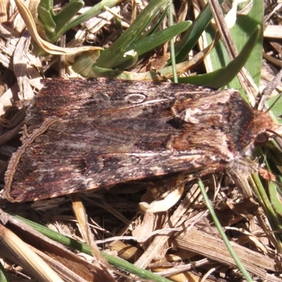 Agrotis munda (Brown Cutworm) at Kambah, ACT - 9 Oct 2024 by JohnBundock