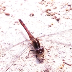 Diplacodes bipunctata (Wandering Percher) at Kambah, ACT - 9 Oct 2024 by JohnBundock