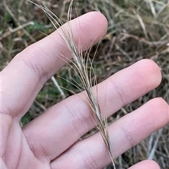 Anthosachne scabra (Common Wheat-grass) at Watson, ACT - 7 Jul 2024 by Tapirlord