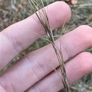 Anthosachne scabra at Watson, ACT - 7 Jul 2024