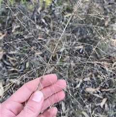 Panicum effusum (Hairy Panic Grass) at Springdale, NSW - 4 Jul 2024 by Tapirlord