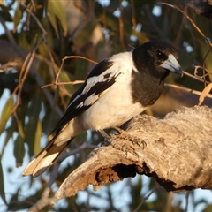 Cracticus nigrogularis (Pied Butcherbird) at Peedamulla, WA - 8 Sep 2024 by Paul4K