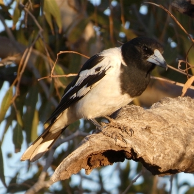 Cracticus nigrogularis (Pied Butcherbird) at Peedamulla, WA - 8 Sep 2024 by Paul4K