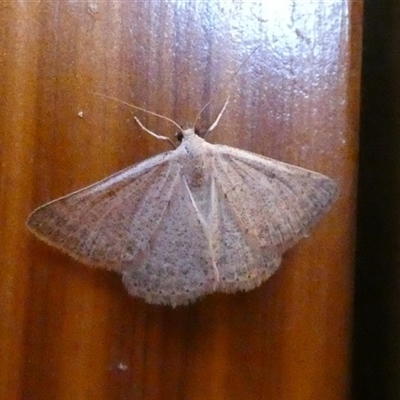 Unidentified Moth (Lepidoptera) at Peedamulla, WA - 8 Sep 2024 by Paul4K