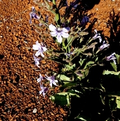 Unverified Other Wildflower or Herb at Peedamulla, WA - 8 Sep 2024 by Paul4K