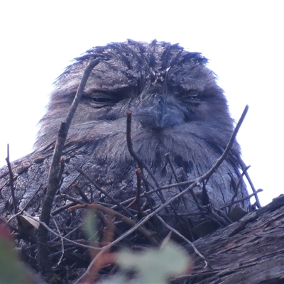 Podargus strigoides (Tawny Frogmouth) at Kambah, ACT - 9 Oct 2024 by JohnBundock