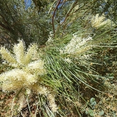Unverified Other Shrub at Cane, WA - 8 Sep 2024 by Paul4K
