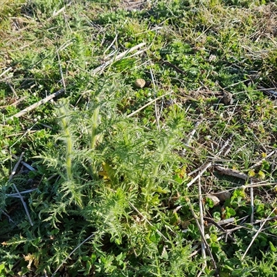 Carthamus lanatus (Saffron Thistle) at Isaacs, ACT - 9 Oct 2024 by Mike