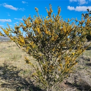 Acacia paradoxa at Isaacs, ACT - 9 Oct 2024