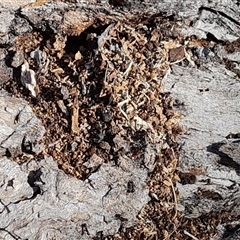 Papyrius sp. (genus) at Isaacs, ACT - suppressed