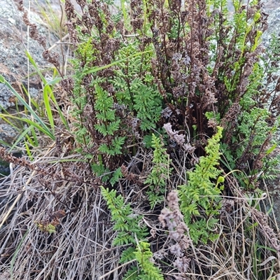 Cheilanthes sieberi (Rock Fern) at Isaacs, ACT - 9 Oct 2024 by Mike