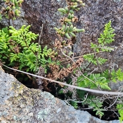 Cheilanthes sieberi at Isaacs, ACT - 9 Oct 2024