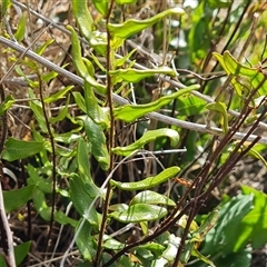 Pellaea calidirupium (Hot Rock Fern) at Isaacs, ACT - 9 Oct 2024 by Mike