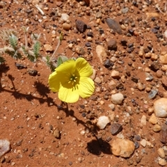 Unverified Other Wildflower or Herb at Cane, WA - 8 Sep 2024 by Paul4K