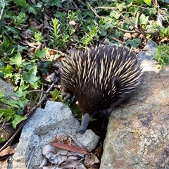 Tachyglossus aculeatus (Short-beaked Echidna) at Hughes, ACT - 9 Oct 2024 by BIrdsinCanberra