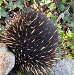 Tachyglossus aculeatus at Hughes, ACT - 9 Oct 2024