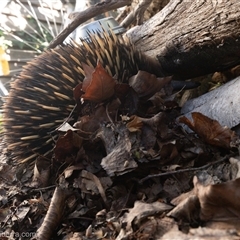 Tachyglossus aculeatus at Hughes, ACT - 9 Oct 2024