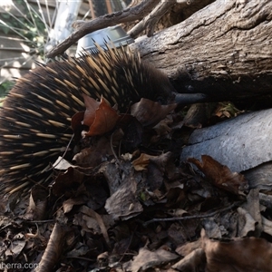 Tachyglossus aculeatus at Hughes, ACT - 9 Oct 2024