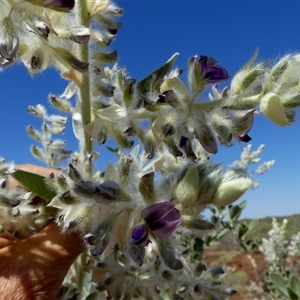 Cullen lachnostachys at Cane, WA - 8 Sep 2024 12:43 PM