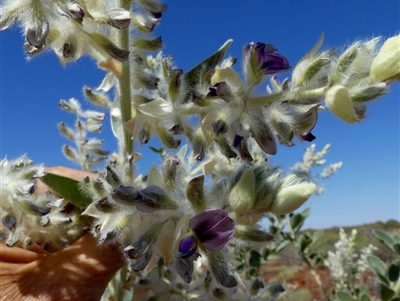 Cullen lachnostachys at Cane, WA - 8 Sep 2024 by Paul4K