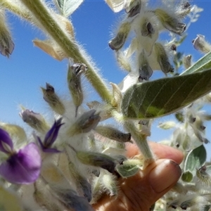 Cullen lachnostachys at Cane, WA - 8 Sep 2024 12:43 PM