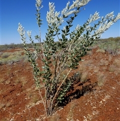 Cullen lachnostachys at Cane, WA - 8 Sep 2024 12:43 PM