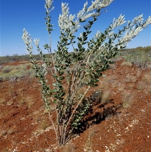 Cullen lachnostachys at Cane, WA - 8 Sep 2024 12:43 PM